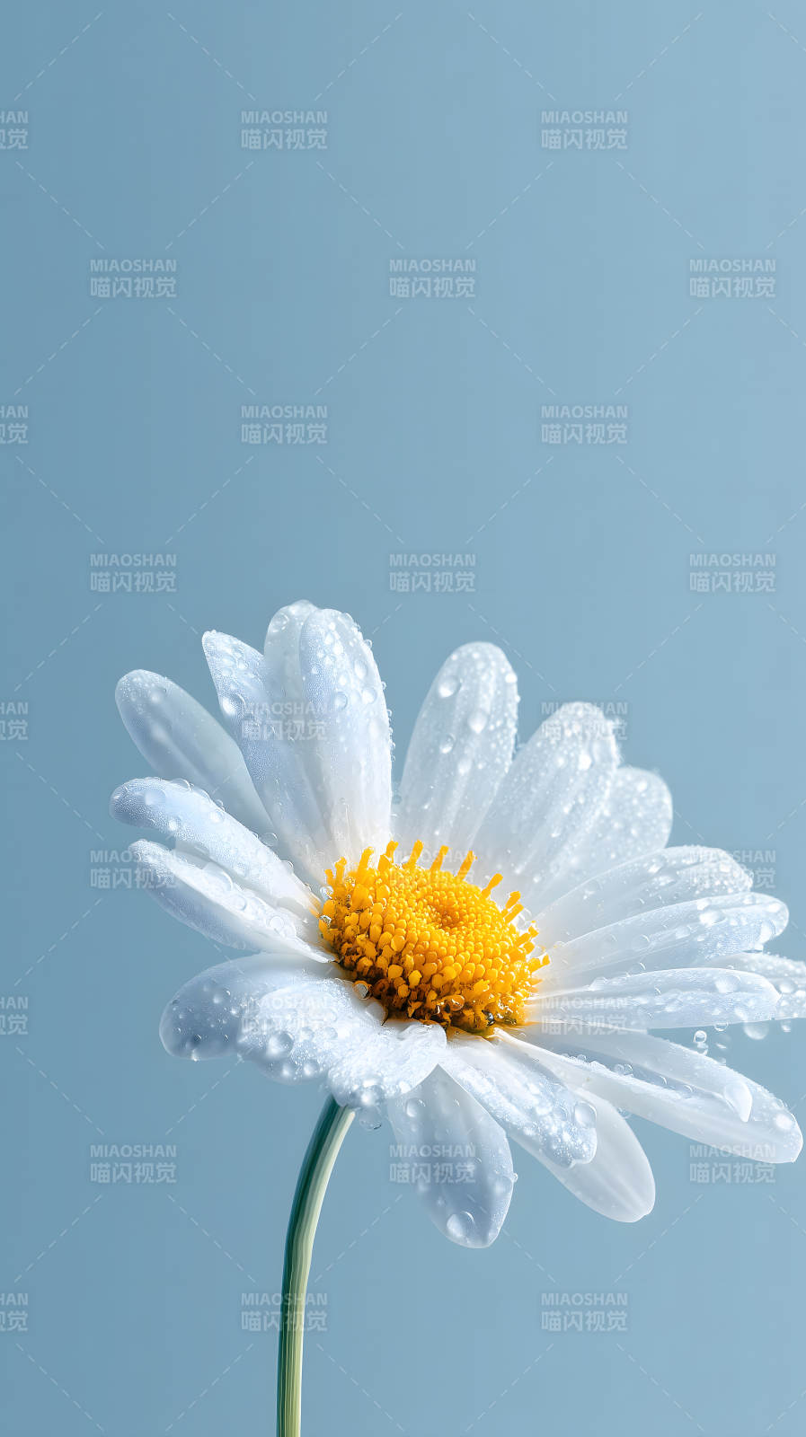 晶莹剔透的雏菊花朵图片