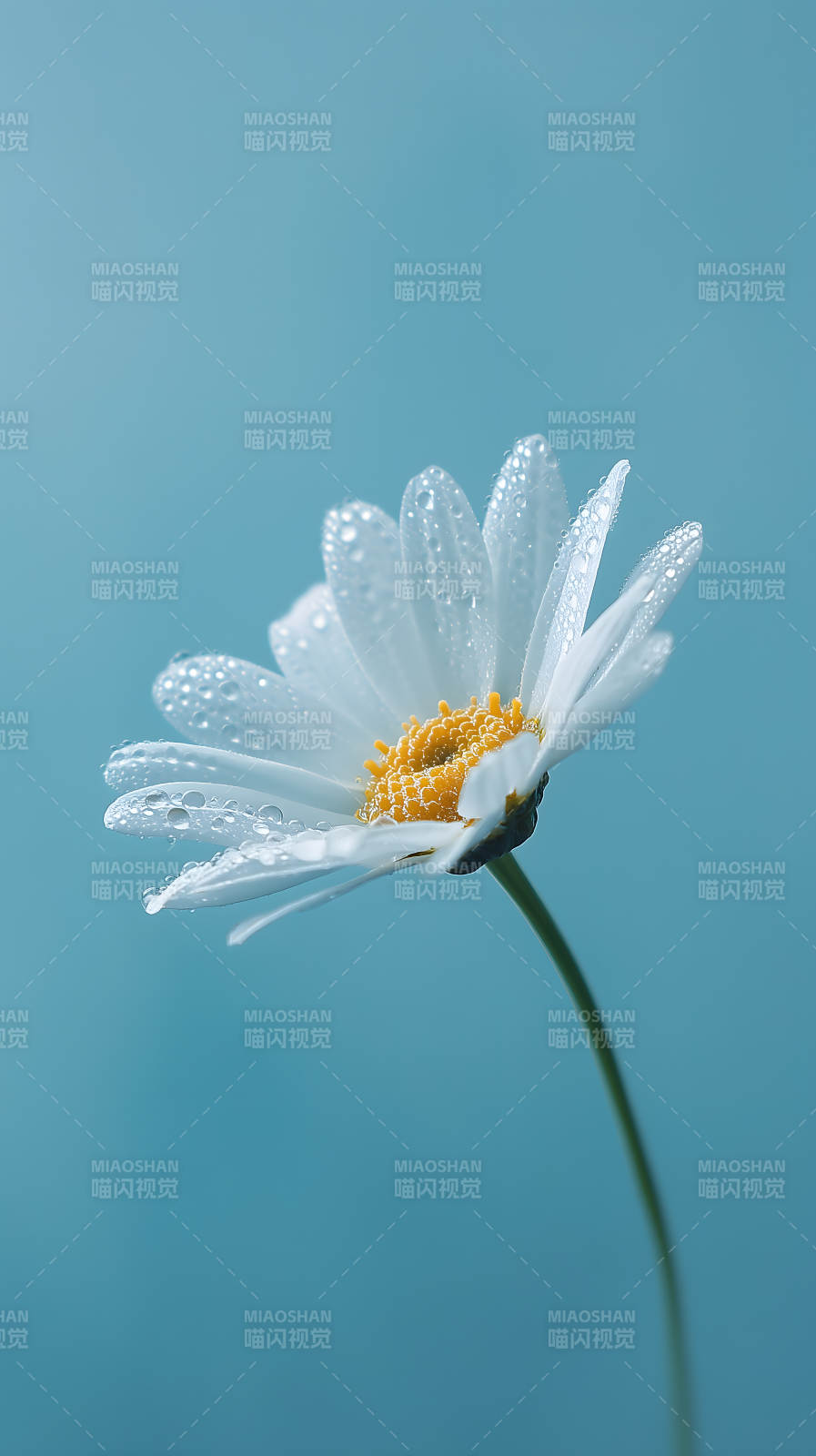 晶莹剔透的雏菊花朵图片