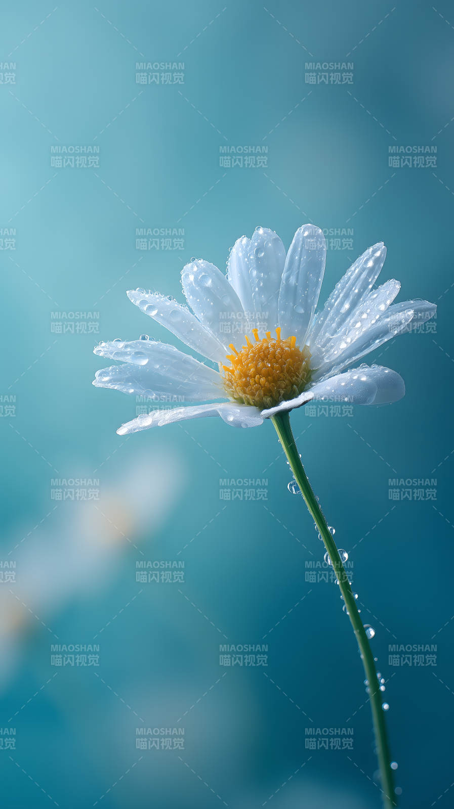 晶莹剔透的雨后雏菊图片