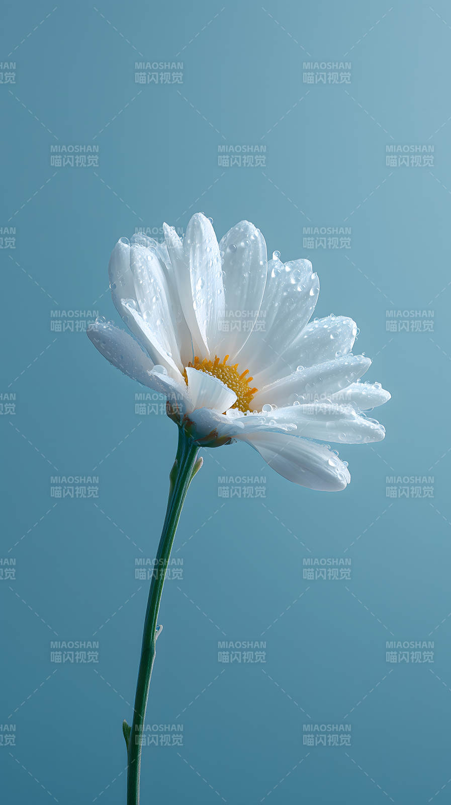 晶莹剔透的雏菊图片