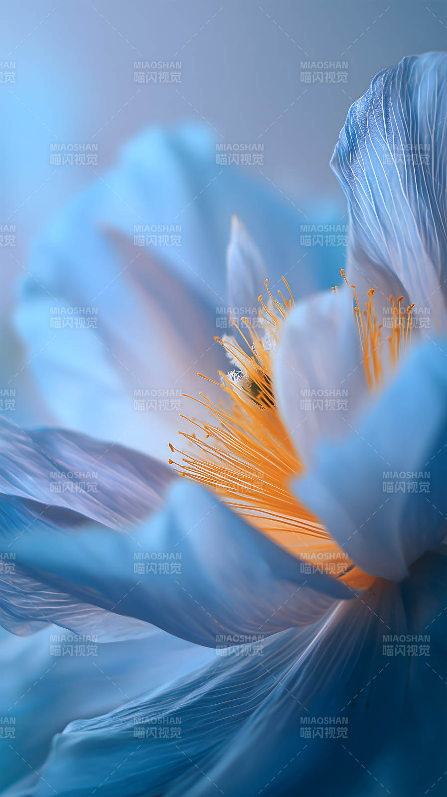 梦幻般的天蓝色花朵图片