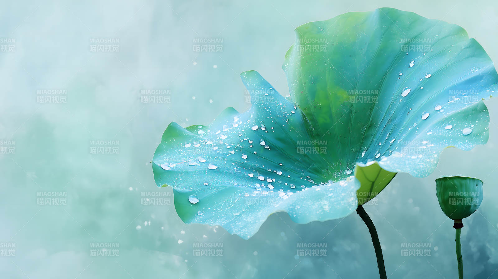 雨后青莲叶上珠图片