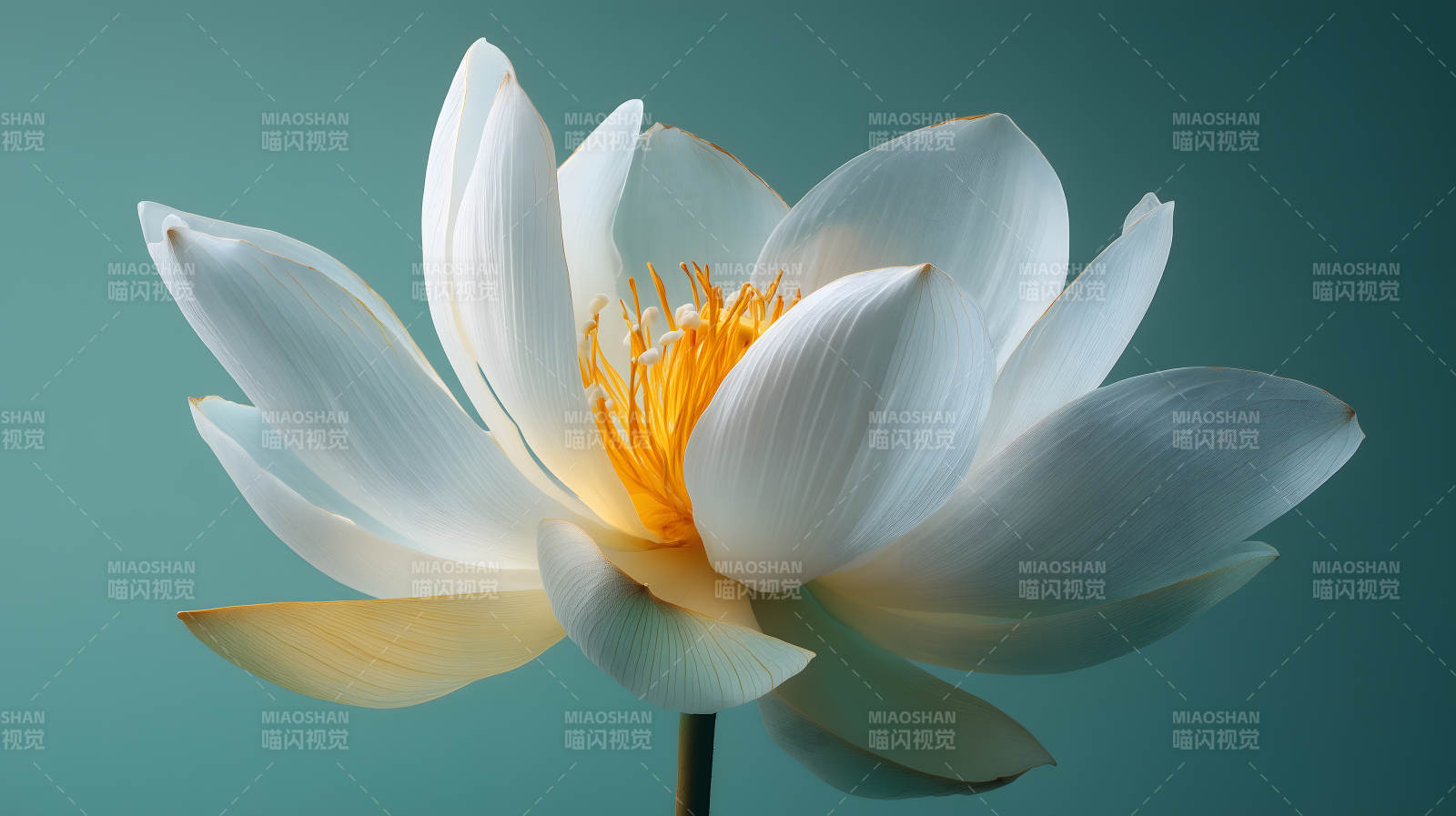 优雅绽放的白色莲花图片