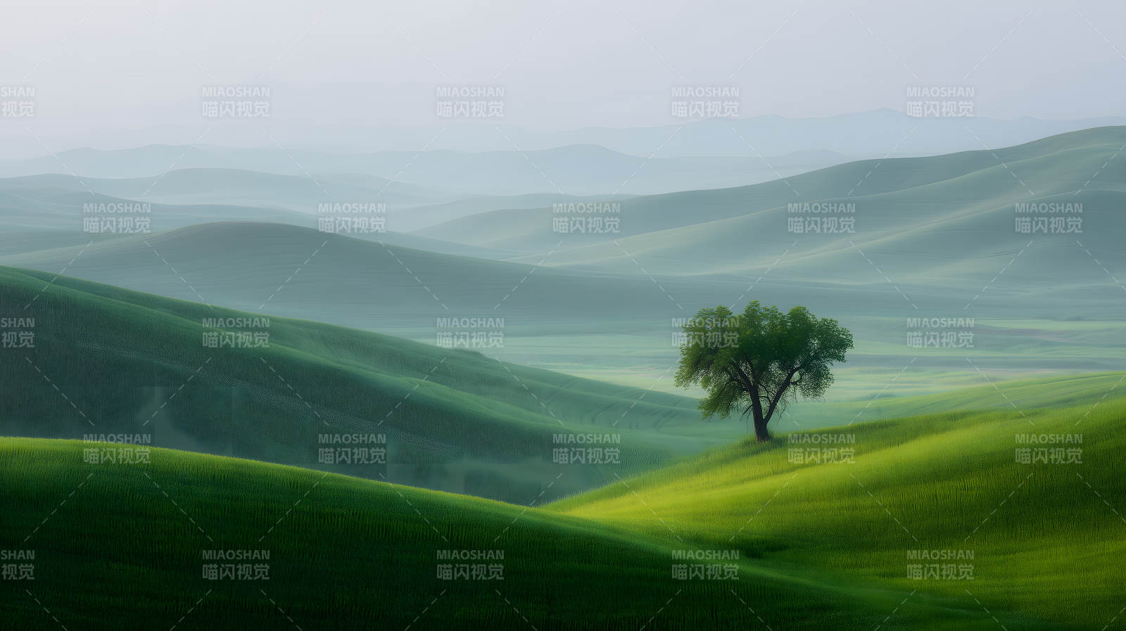 孤树与绵延起伏的绿丘图片