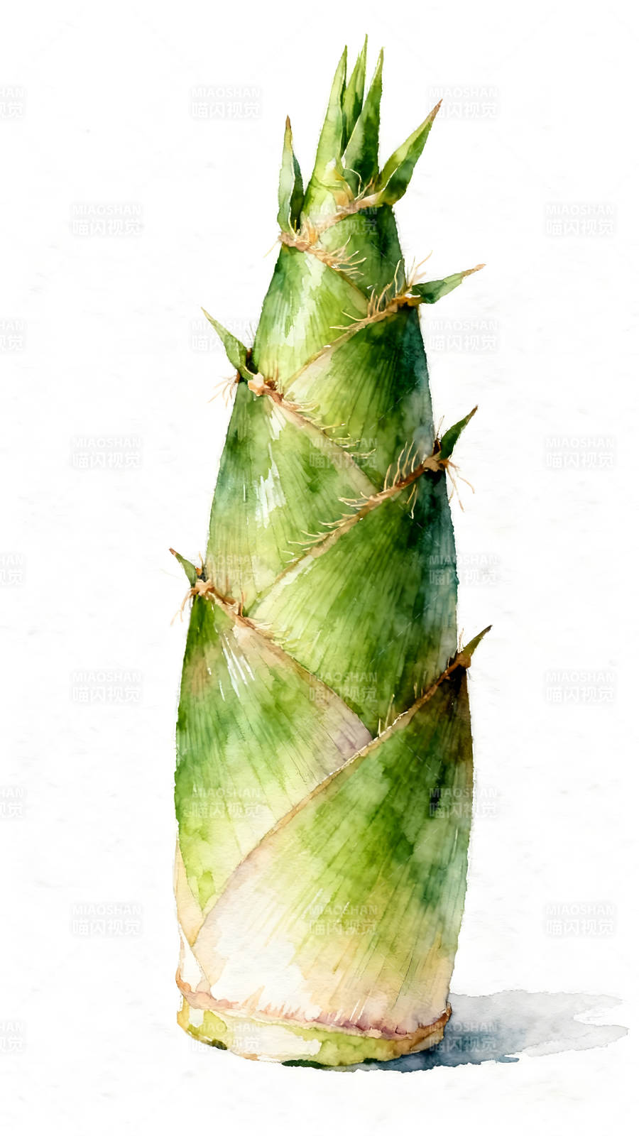 水彩画竹笋清新写实风格图片