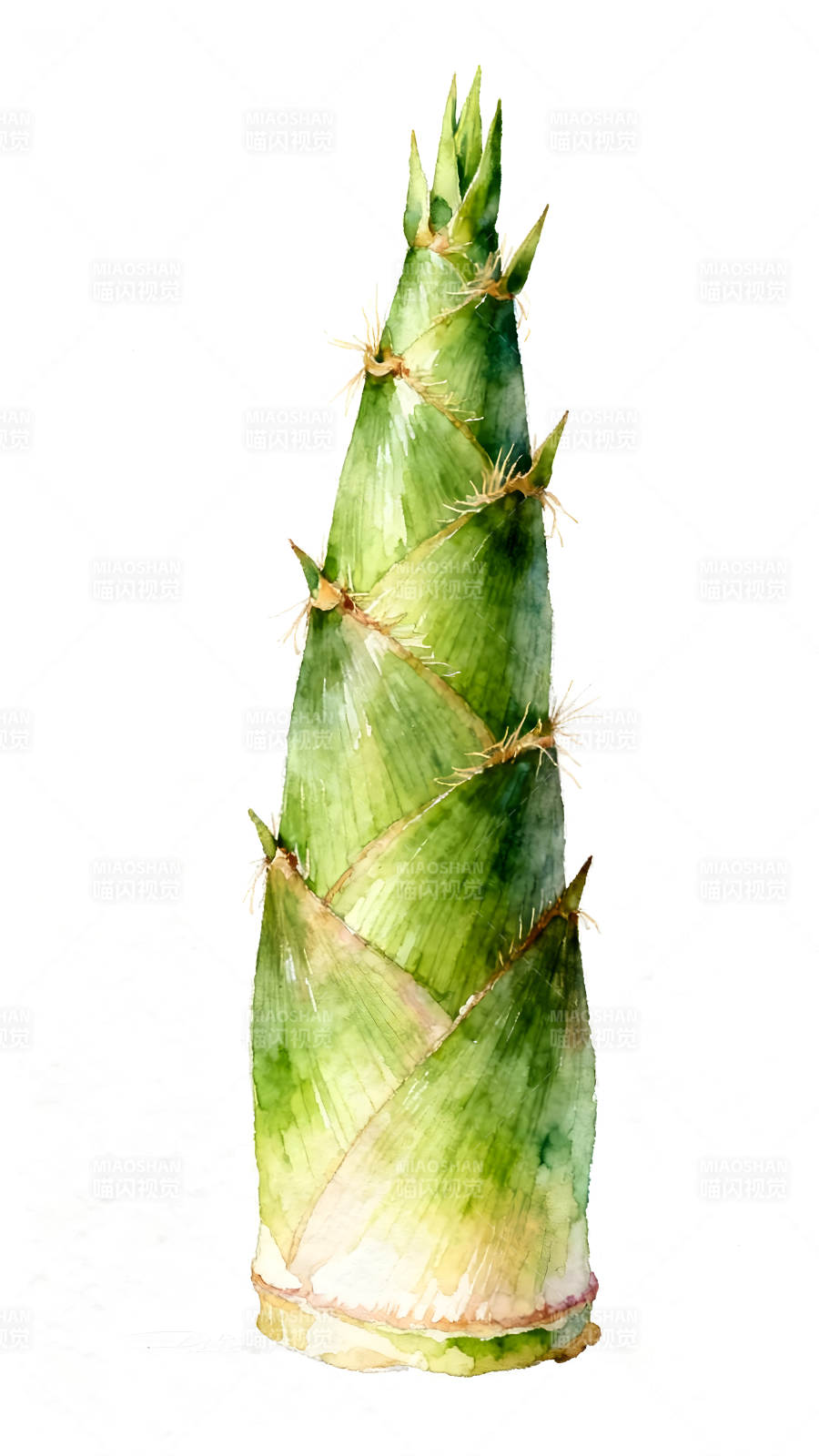 水彩竹笋特写图片图片