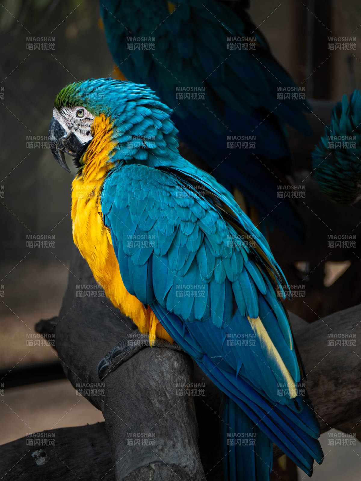 蓝黄金刚鹦鹉图片