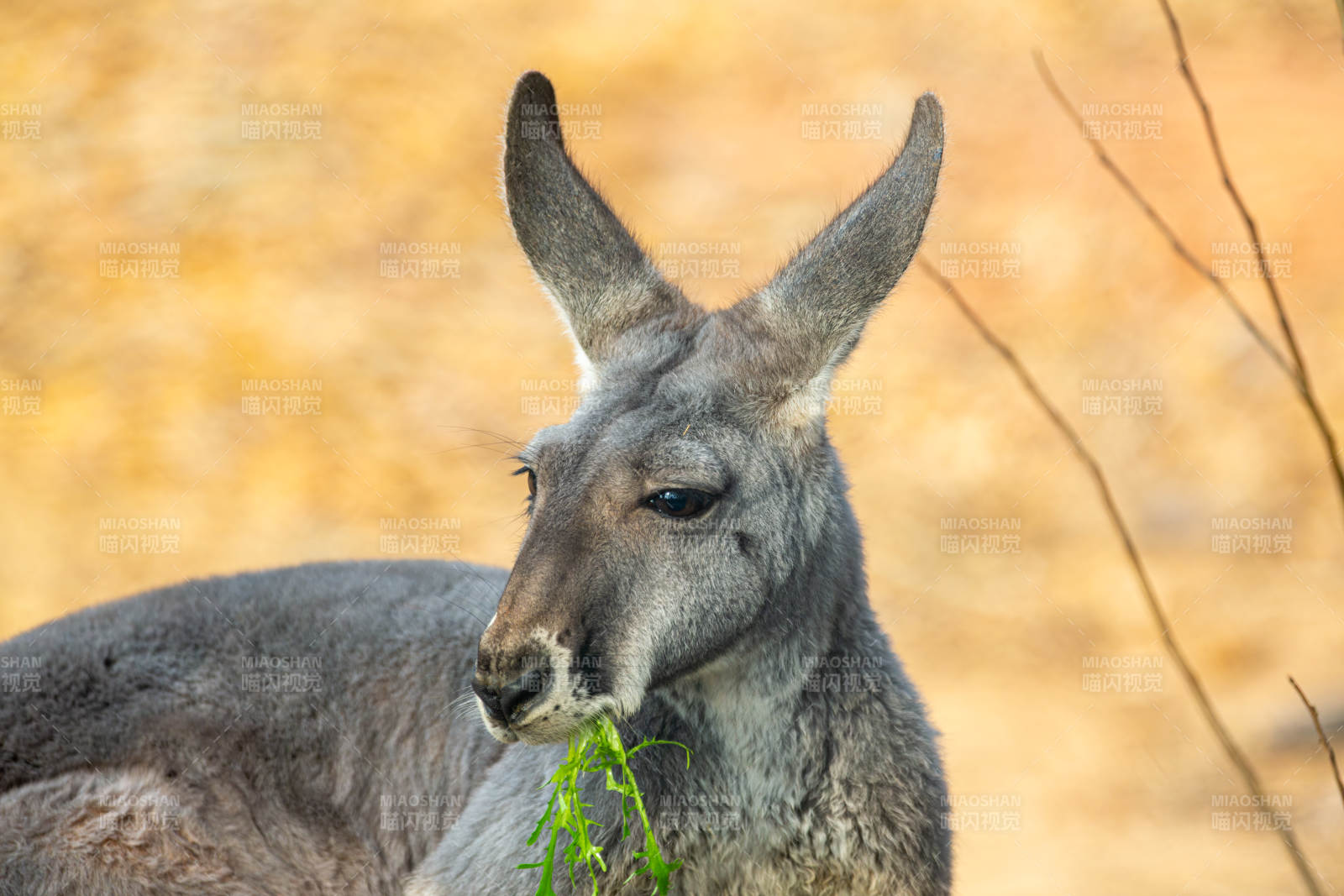 袋鼠咀嚼绿草图片