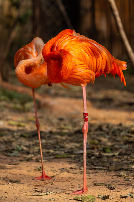 火烈鸟优雅伫立图片