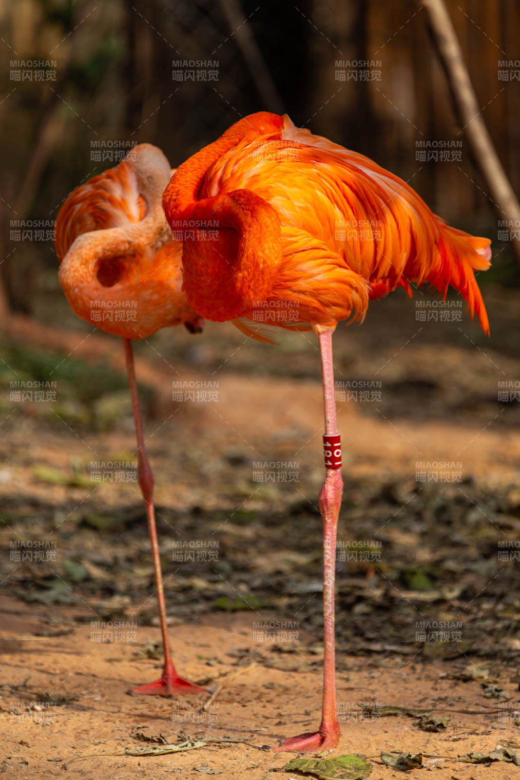 火烈鸟优雅伫立图片