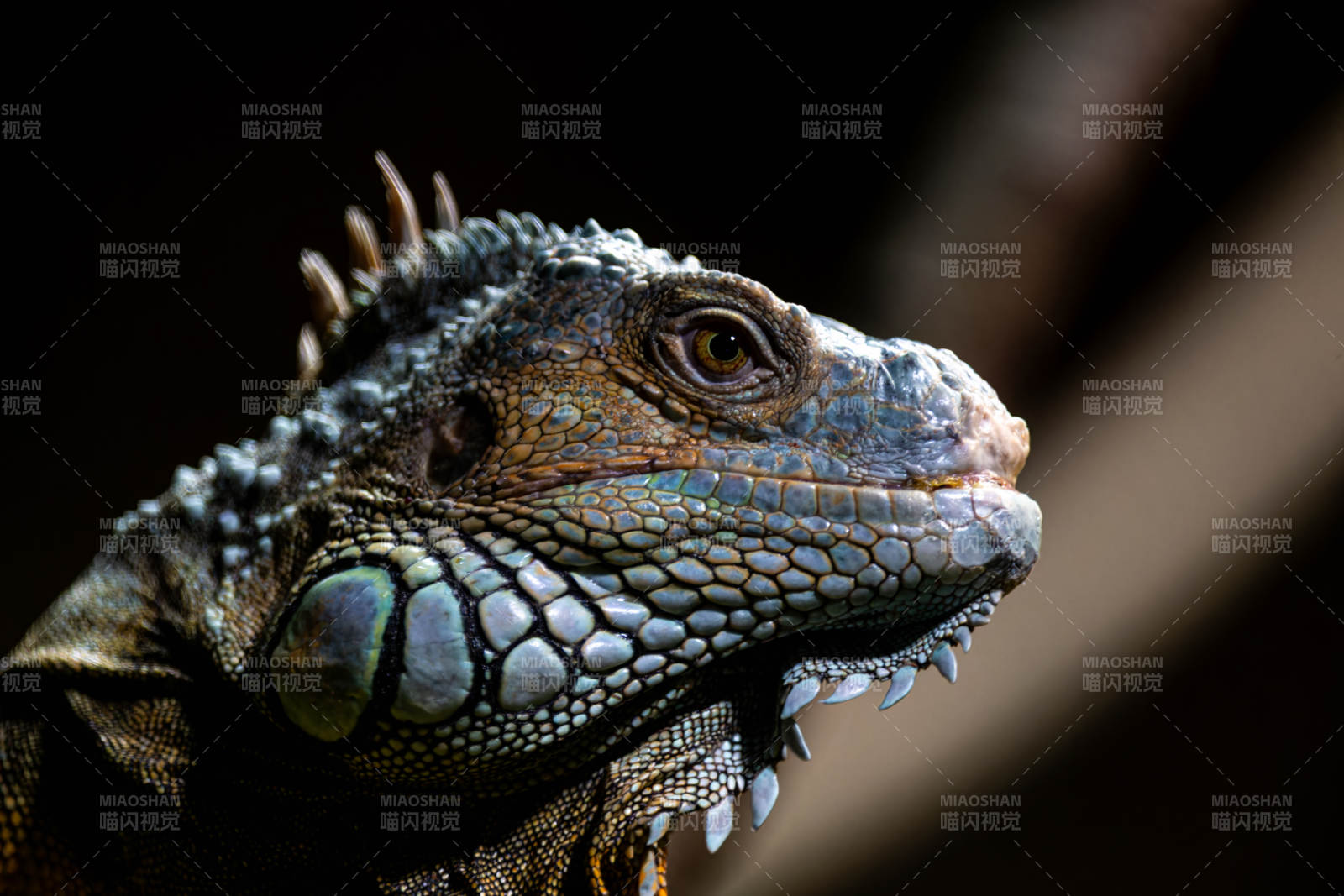 蓝鬣蜥特写图片