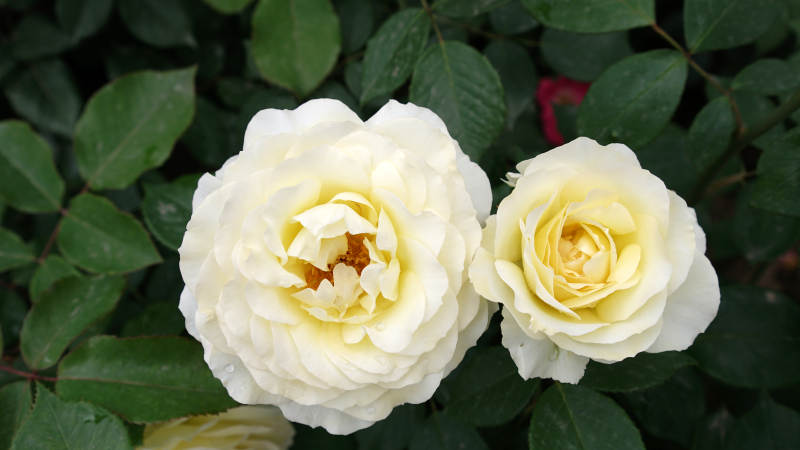 双白玫瑰绽放图片