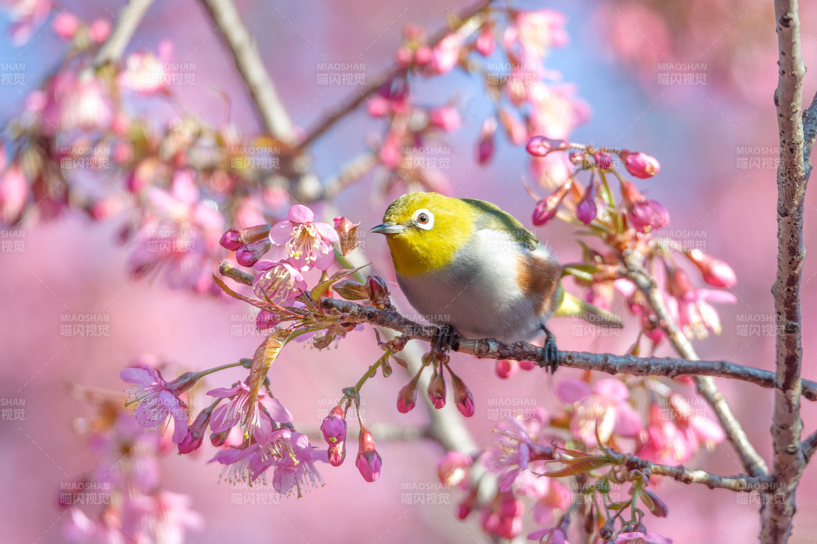 红胁绣眼鸟栖息樱花枝头图片