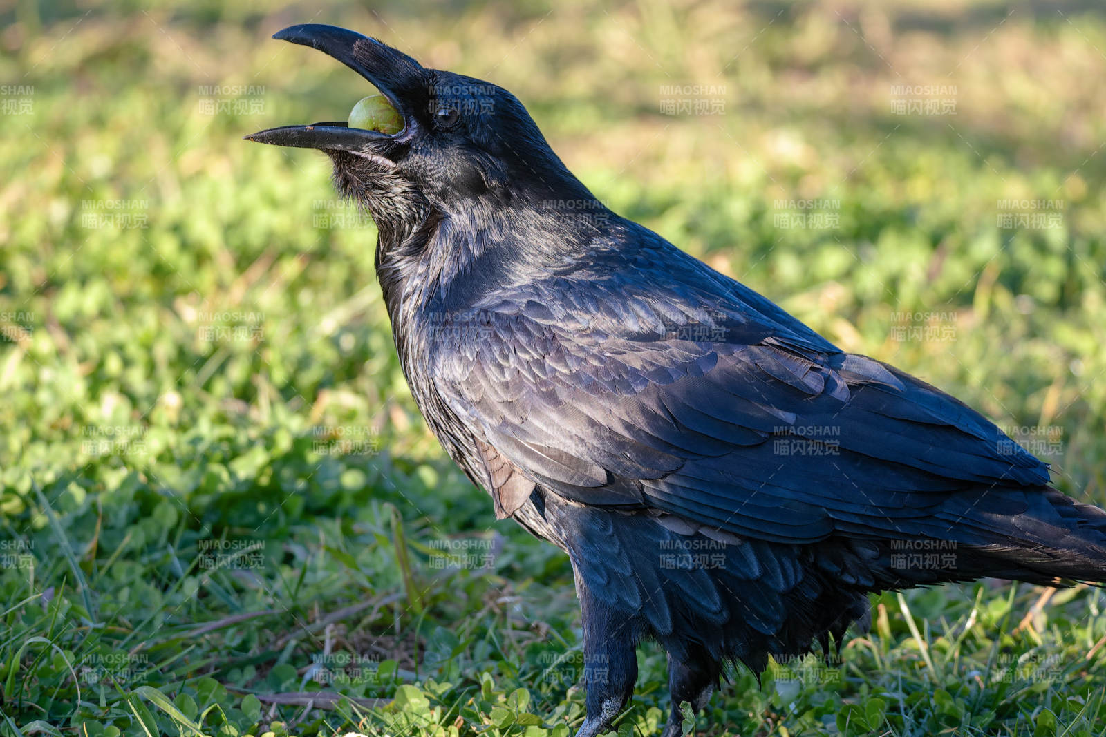 渡鸦张嘴鸣叫图片