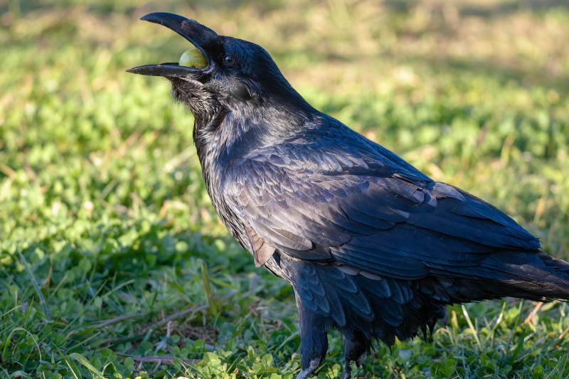 渡鸦张嘴鸣叫图片