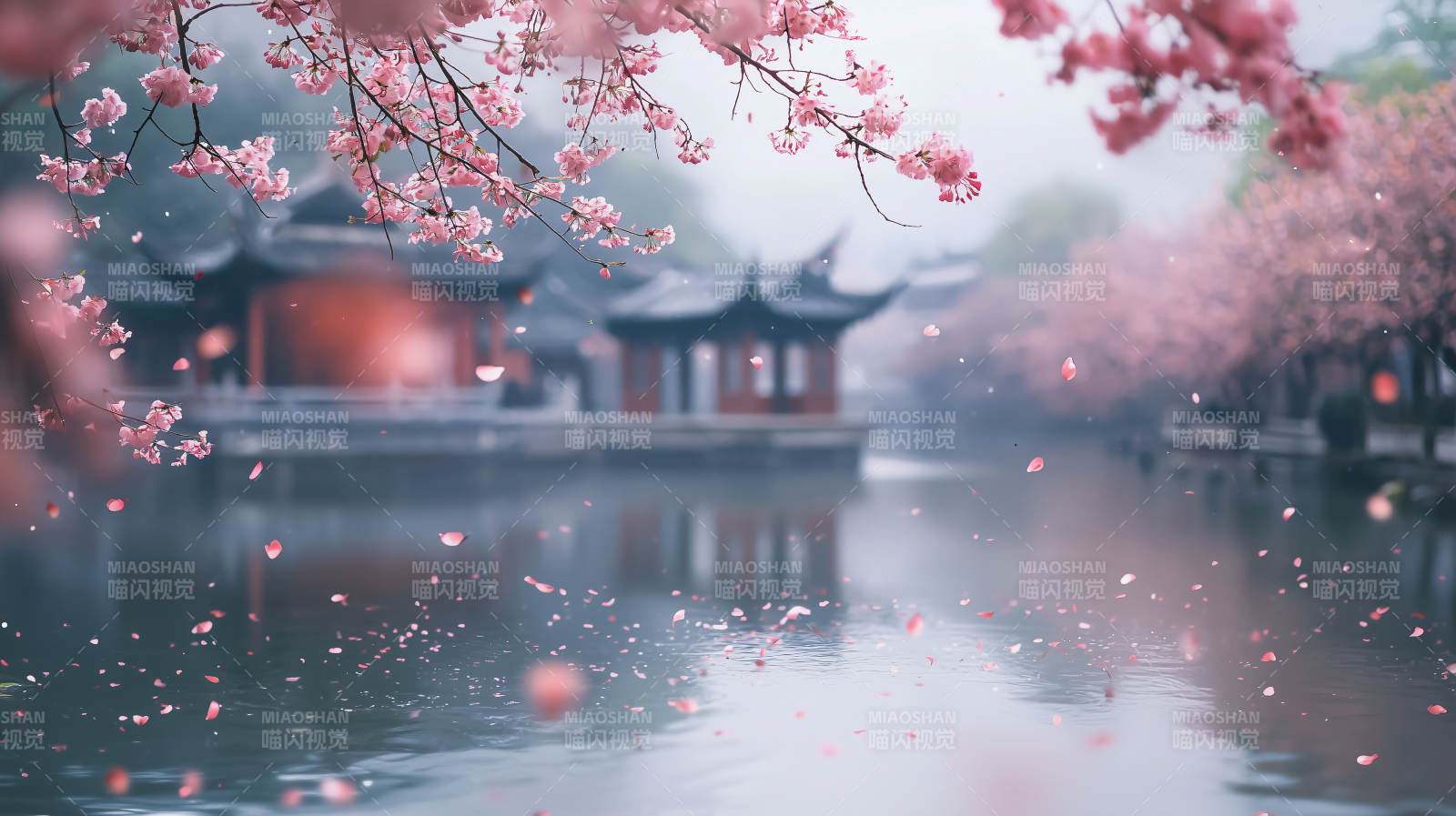 粉红樱花雨图片