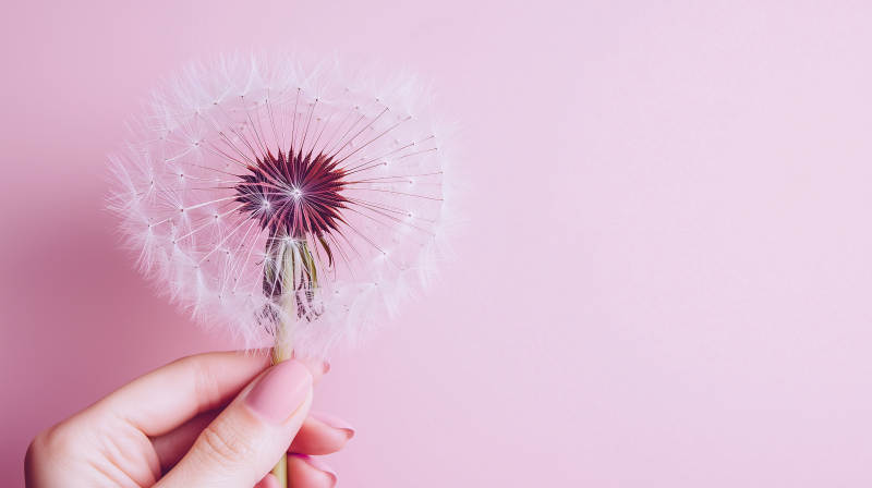 粉色紫色蒲公英图片