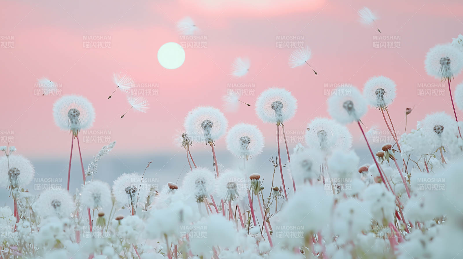 梦幻蒲公英田野图片