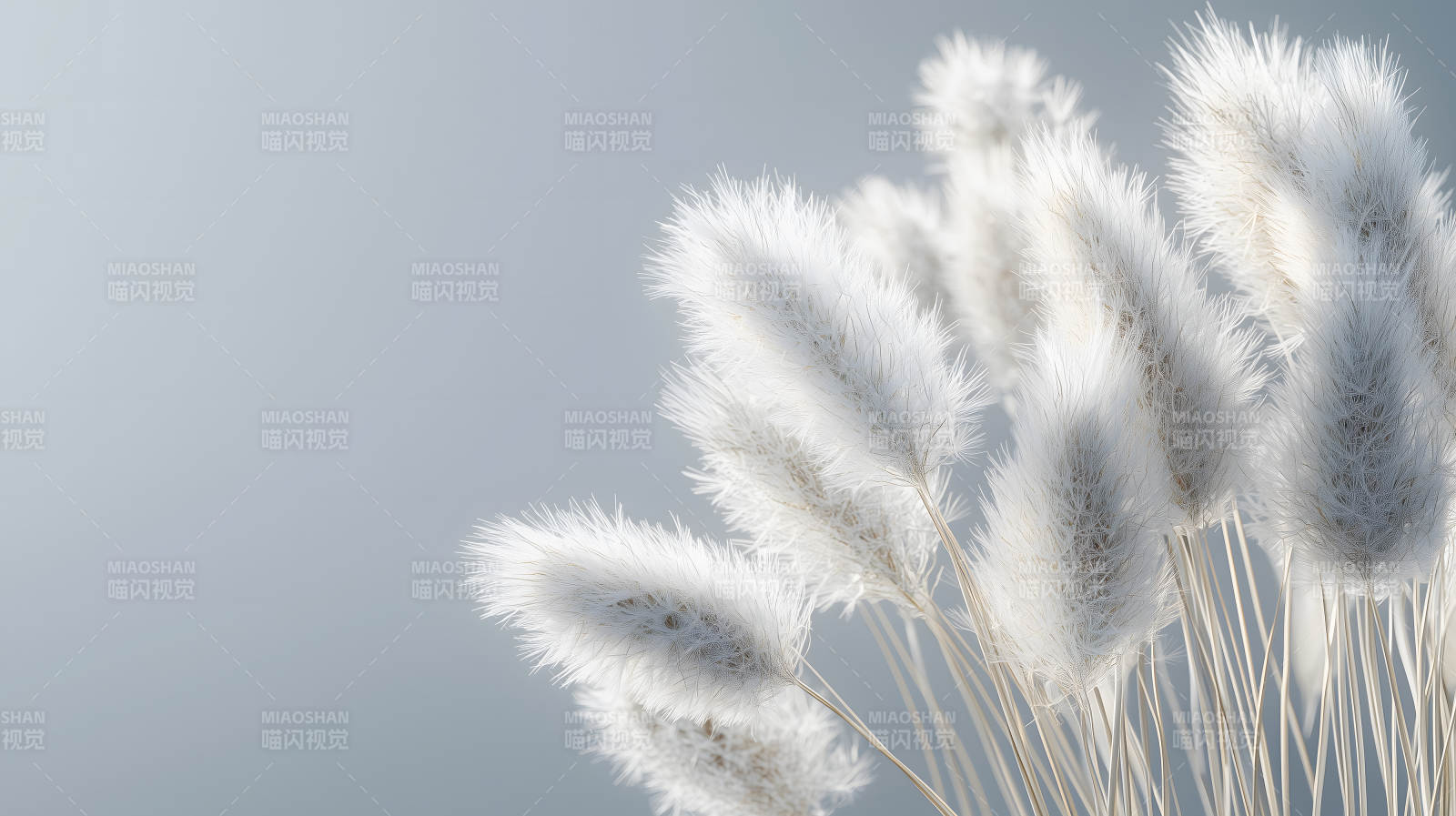 轻盈蓬松的兔尾草图片