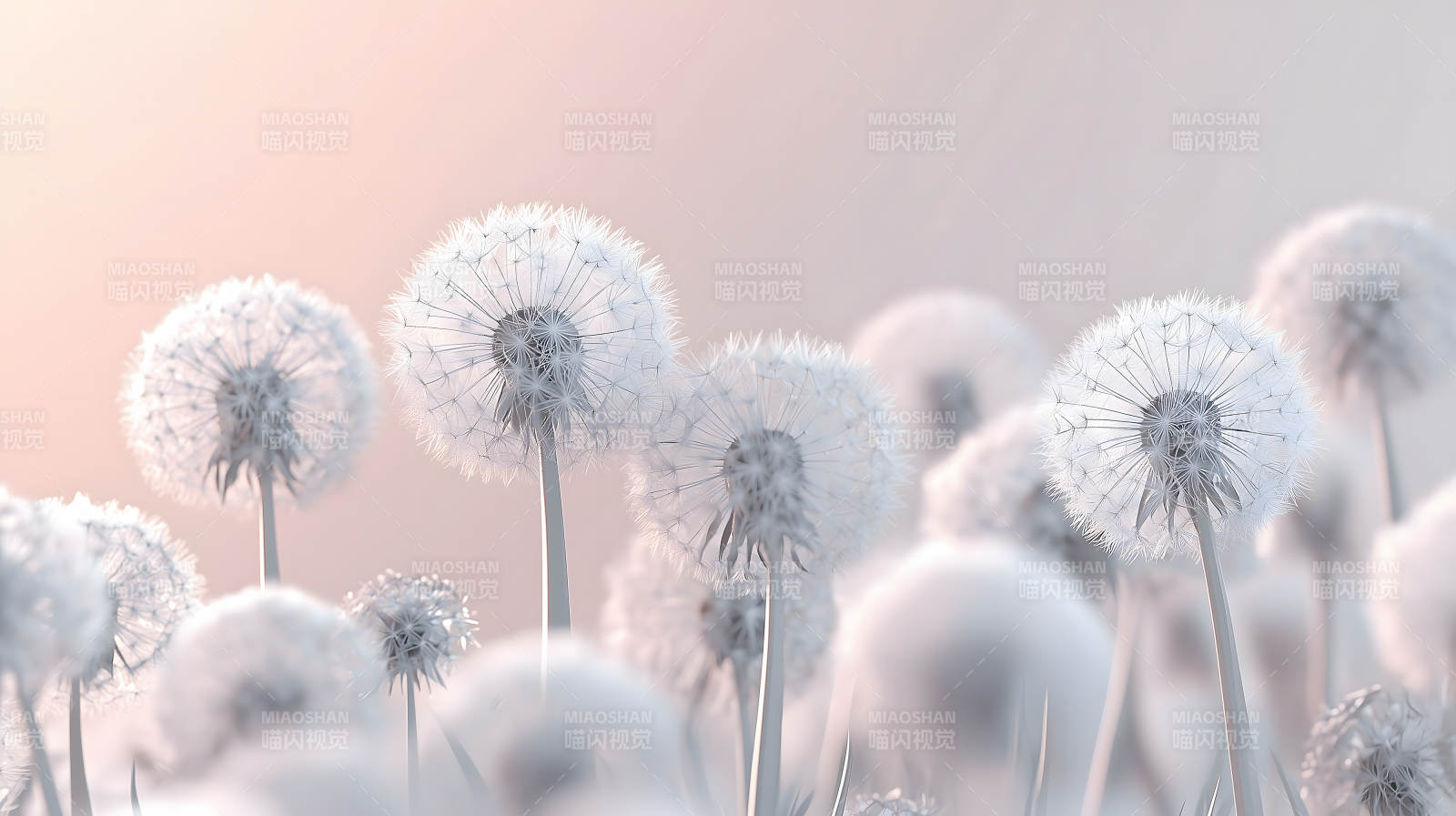 蒲公英的轻盈絮语图片