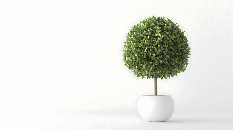 绿意盎然的球形树图片