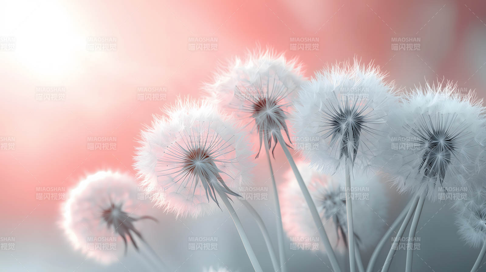 蒲公英的轻盈絮语图片