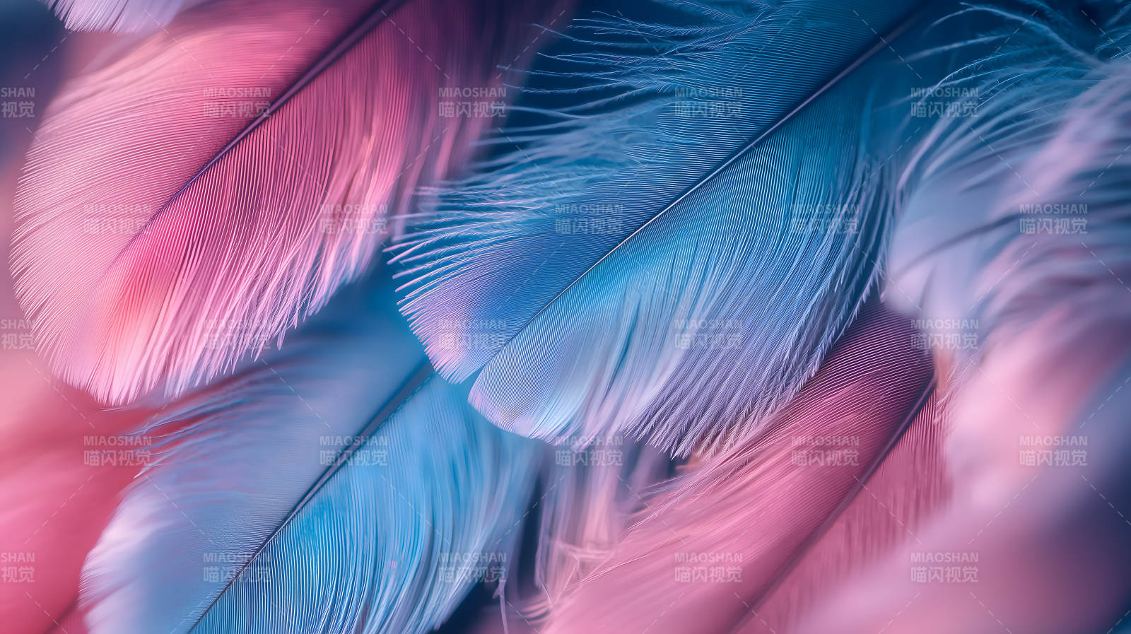 轻盈羽毛的色彩交织图片