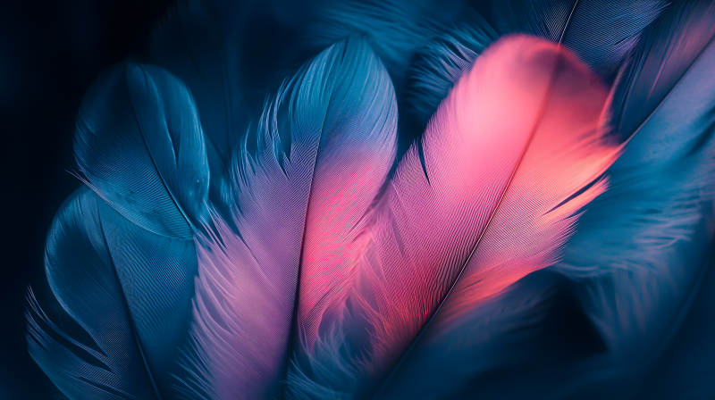 轻盈羽毛的色彩交织图片