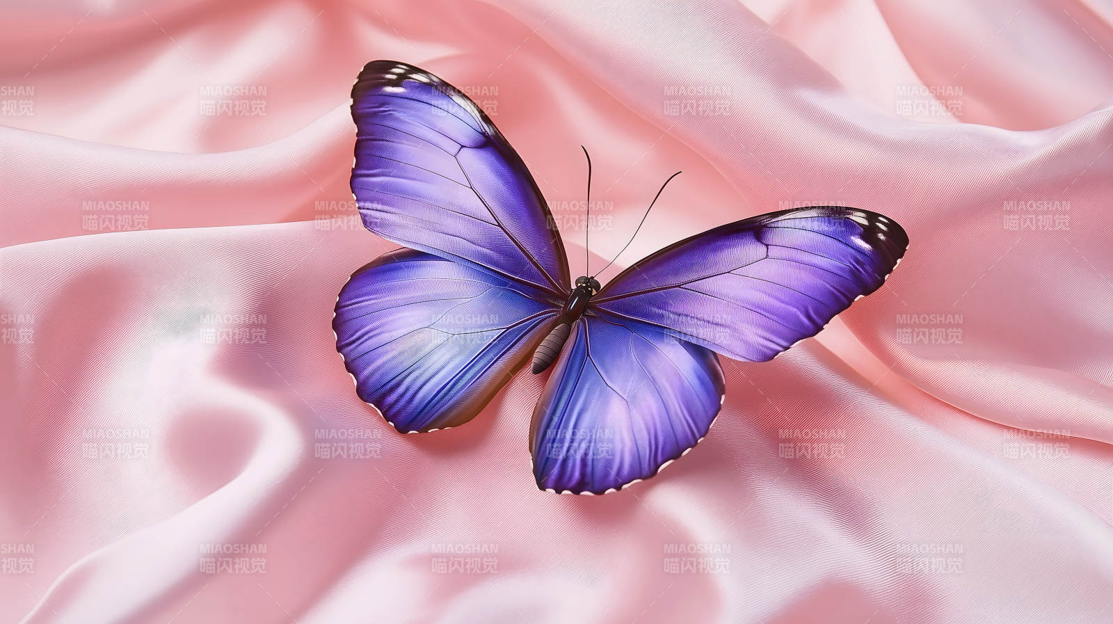 优雅蝴蝶的轻柔之舞图片