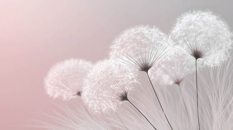 蒲公英的轻盈絮语图片