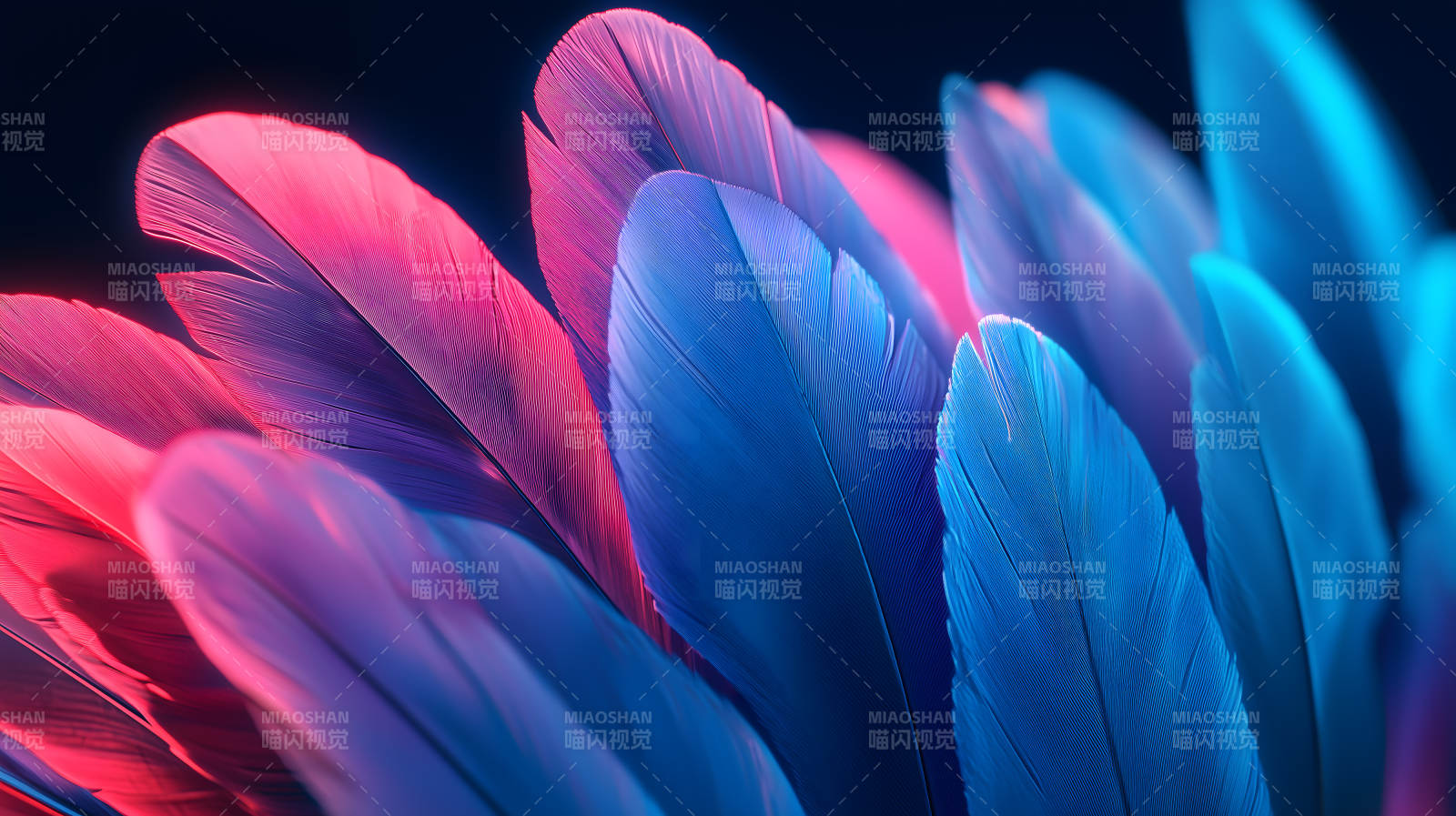 轻盈羽毛的色彩交织图片