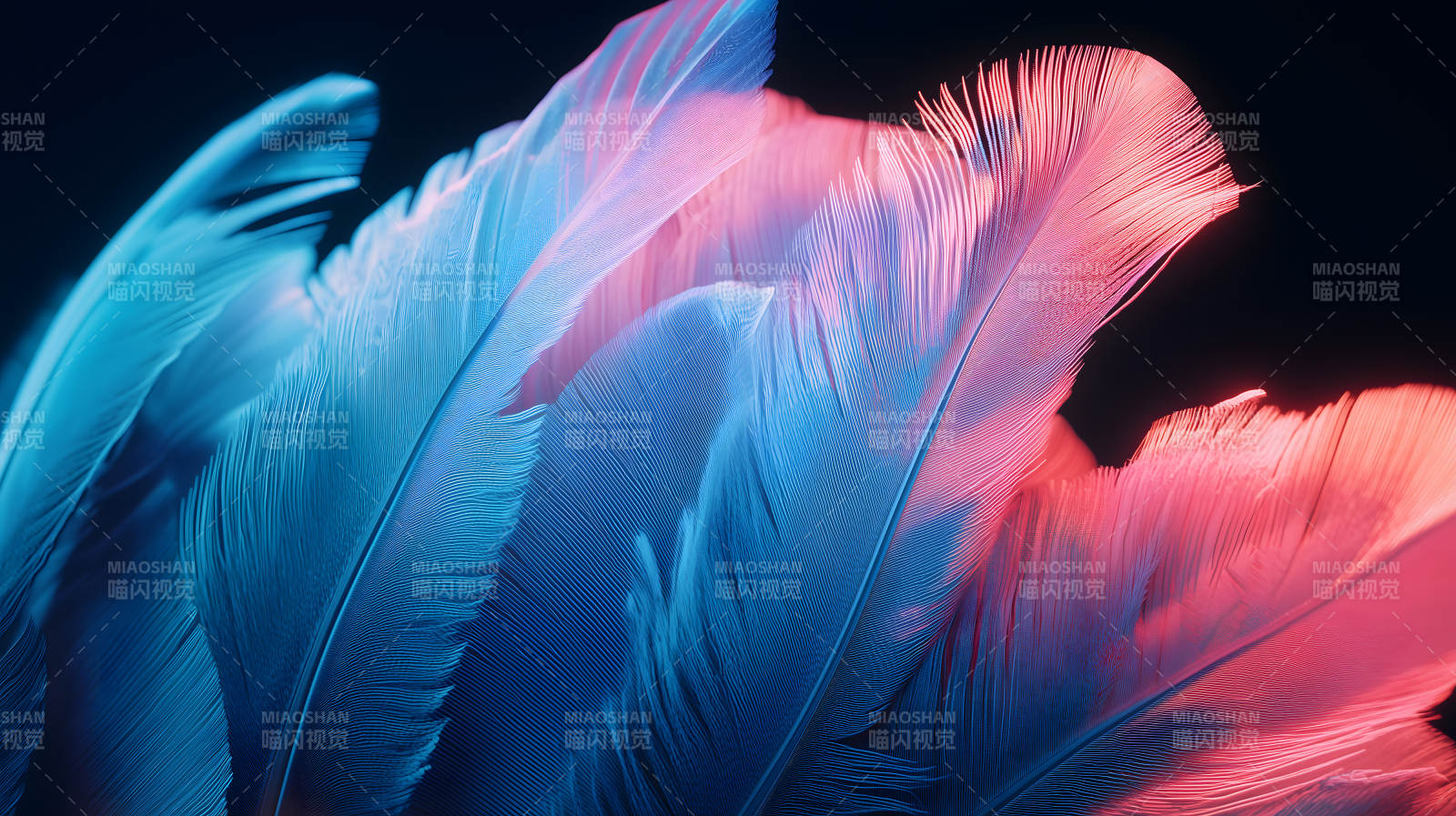 轻盈羽毛的色彩交织图片