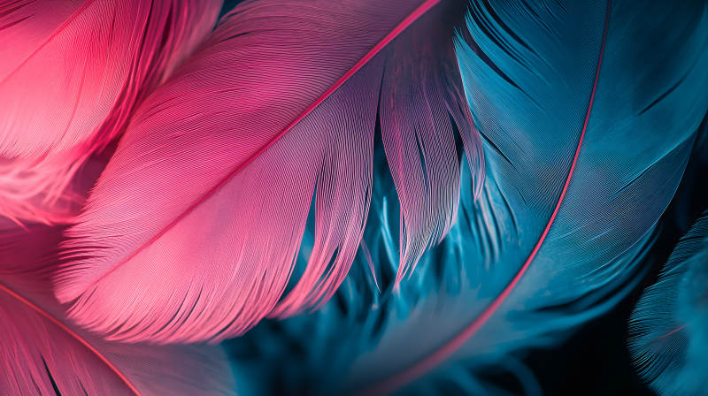 轻盈羽毛的色彩交织图片