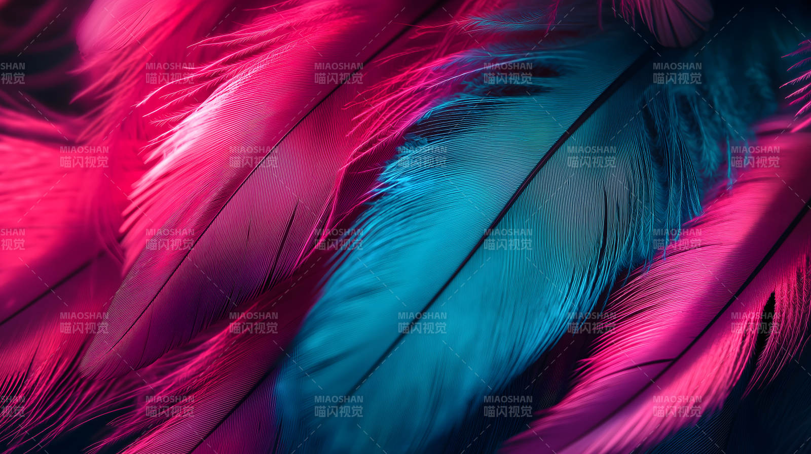 轻盈羽毛的色彩交织图片