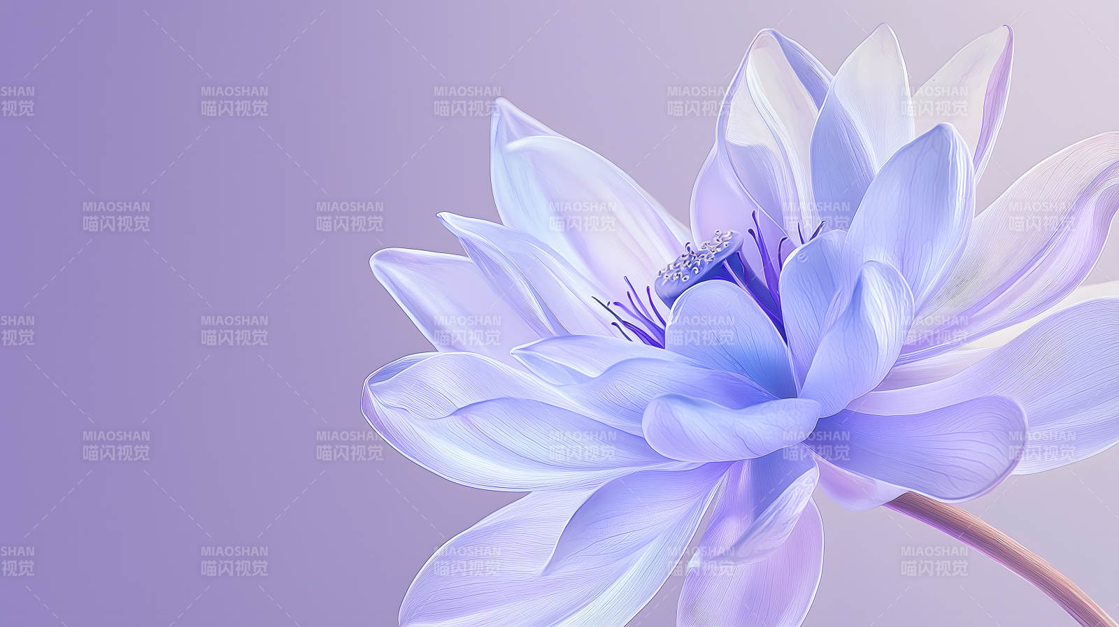 光影交织的透明花朵图片