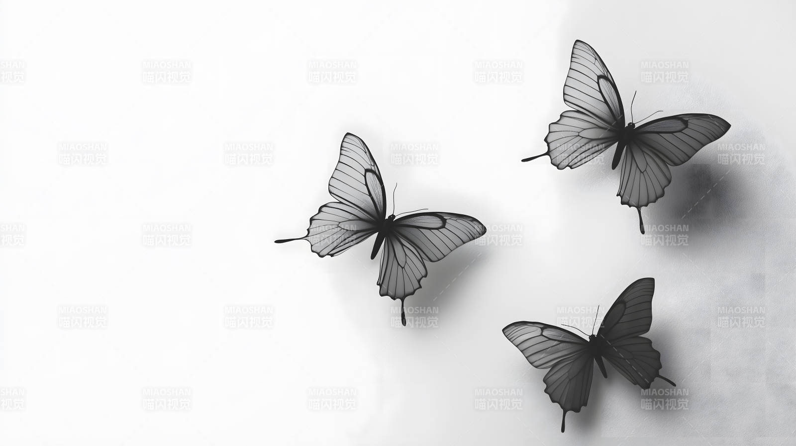 黑白蝴蝶群像图片