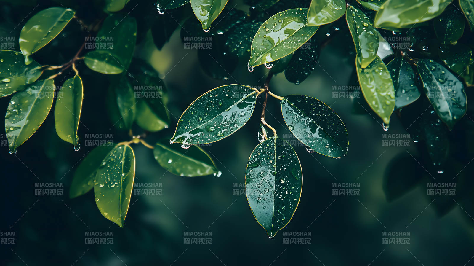 挂着水珠的翠绿叶片的自然清新画面图片