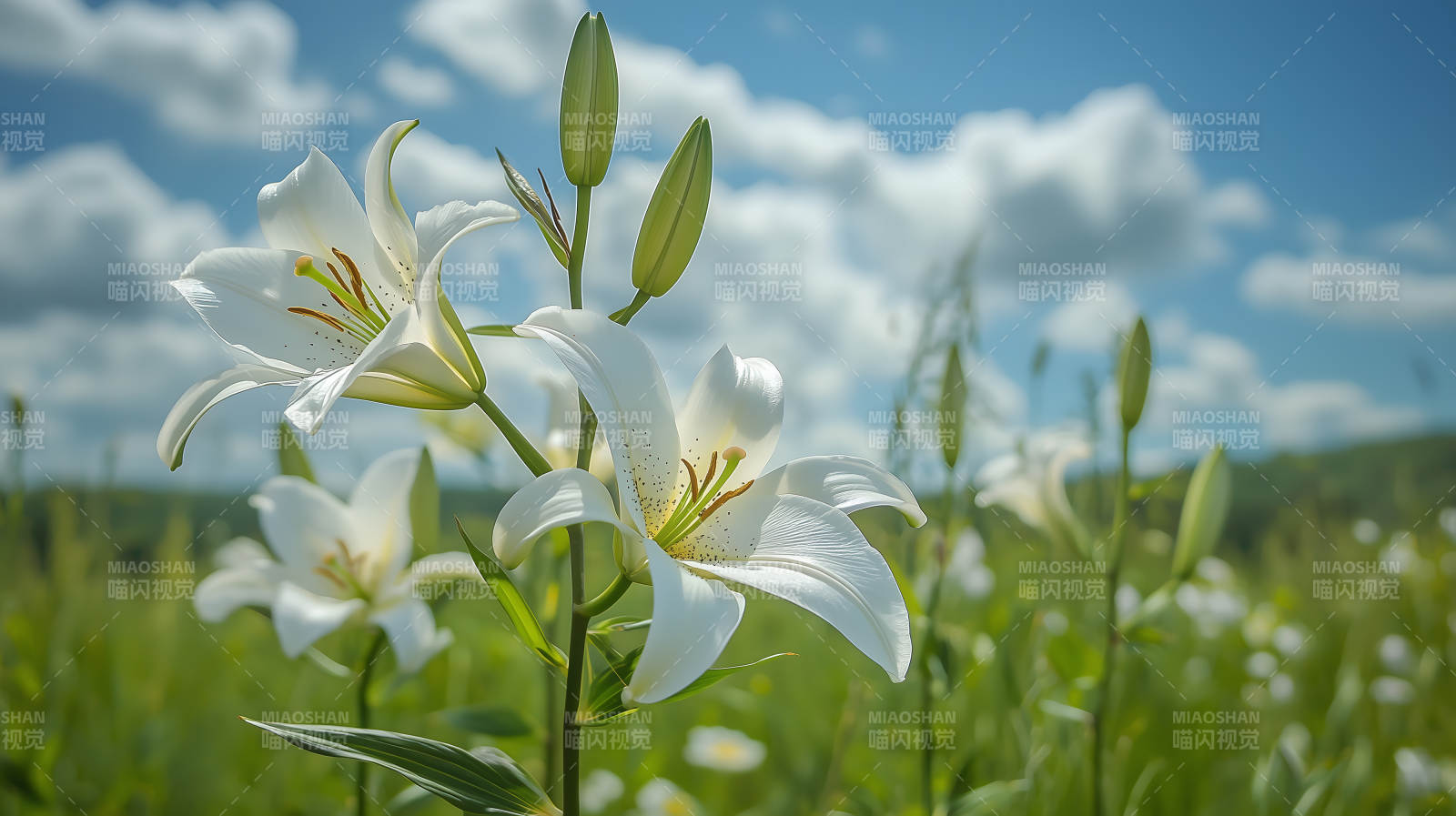 蓝天绿草百合花图片