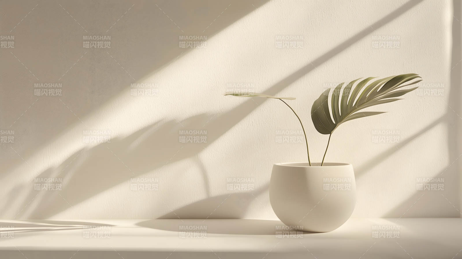 绿植白瓶简约现代阴影添韵图片