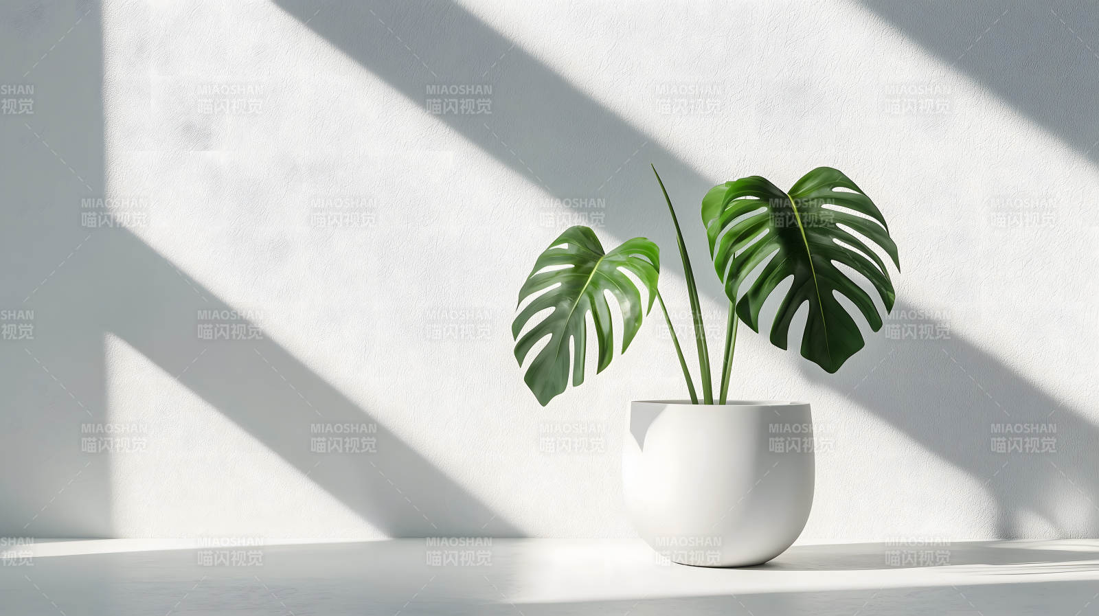 绿植白瓶简约现代阴影添韵图片