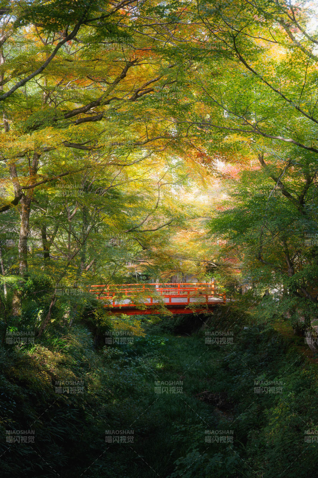 三千院红桥隐林间图片