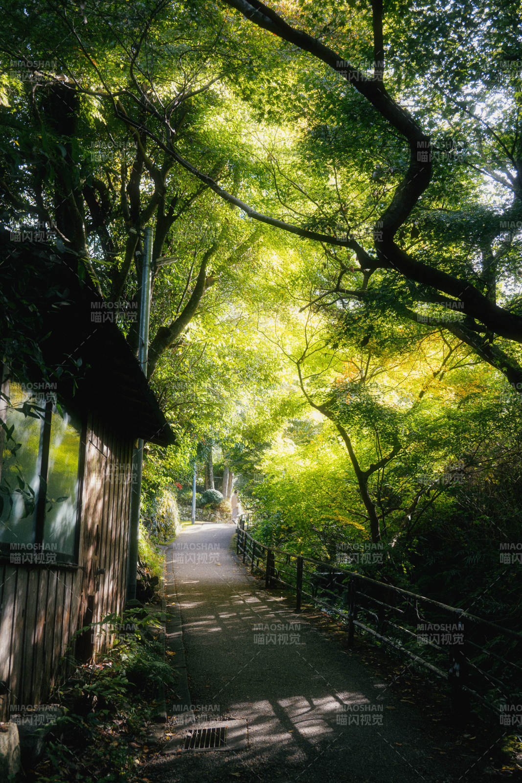 林间小径光影交错图片