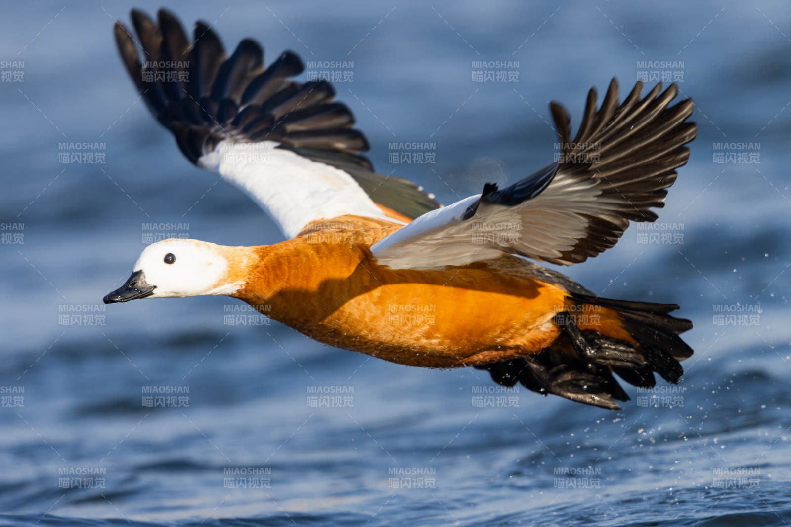 飞翔的赤麻鸭图片