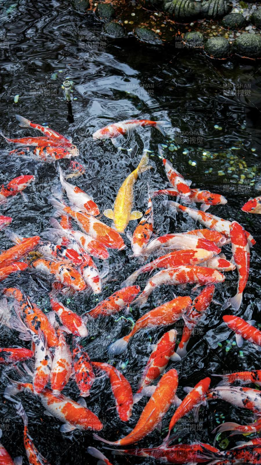 锦鲤戏水图图片