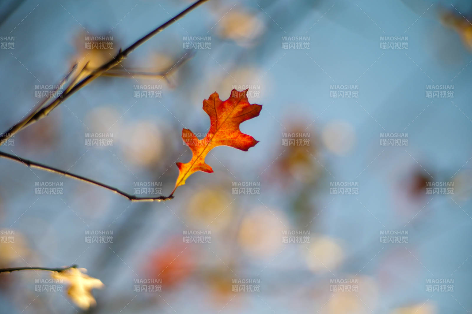 秋叶独悬枝头图片