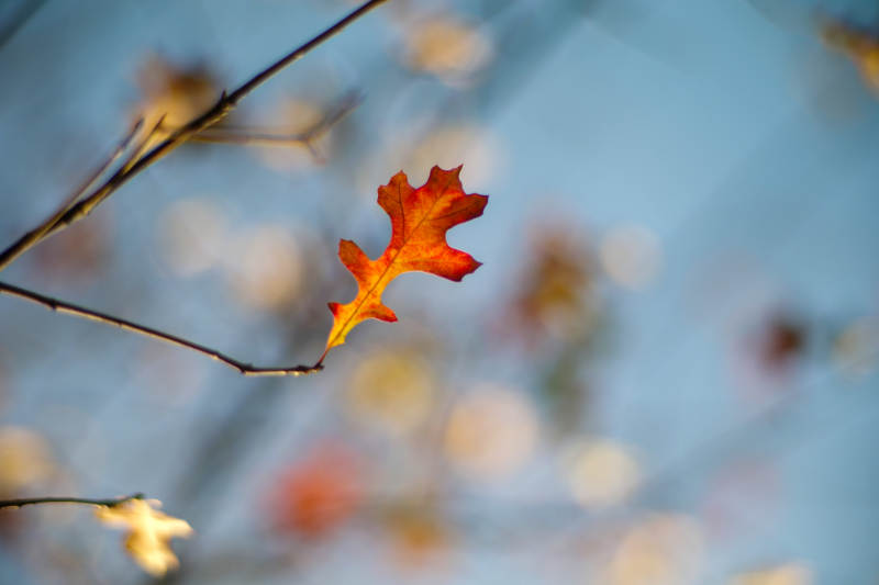 秋叶独悬枝头图片