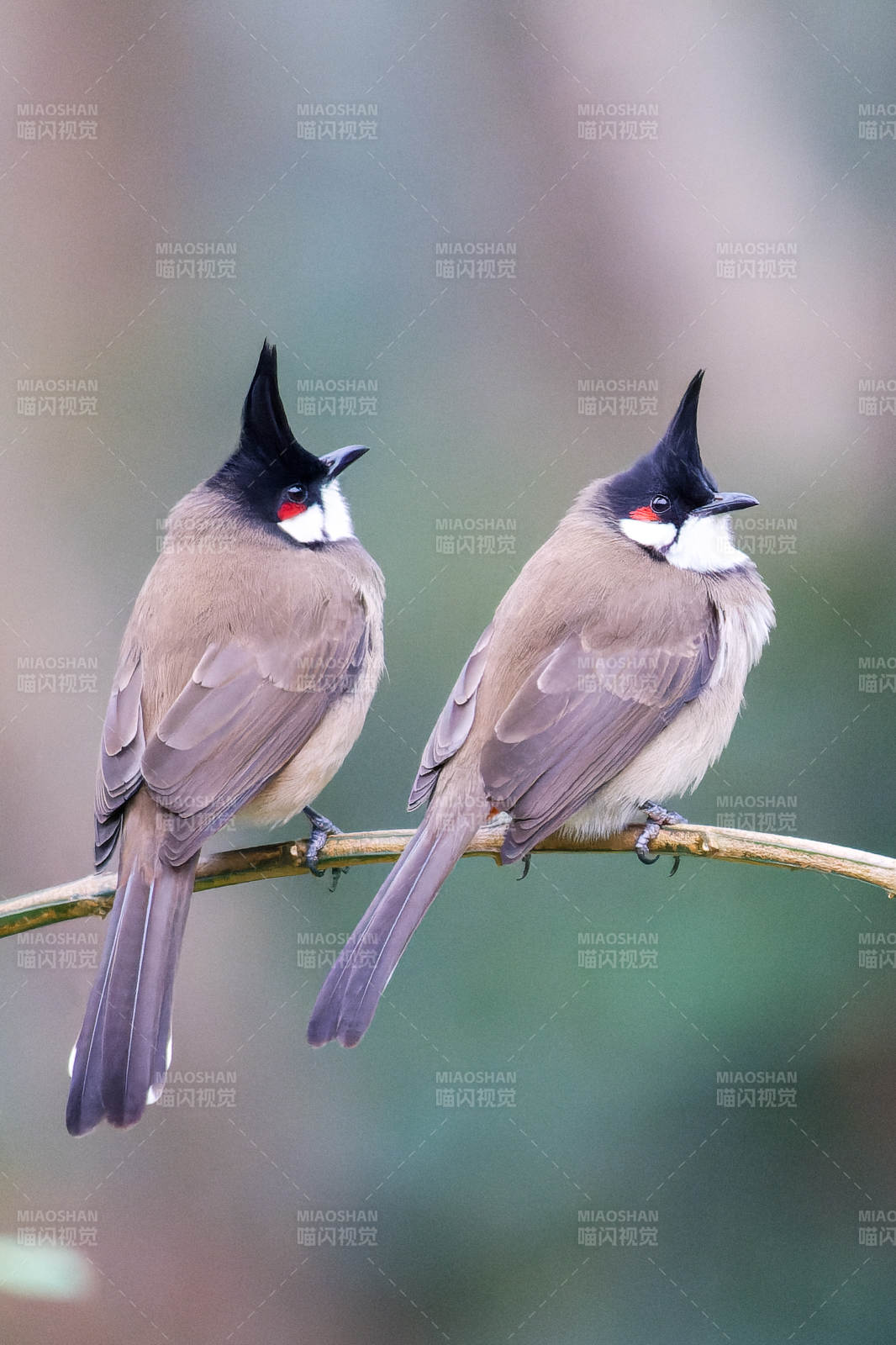 红耳鹎双栖枝头图片