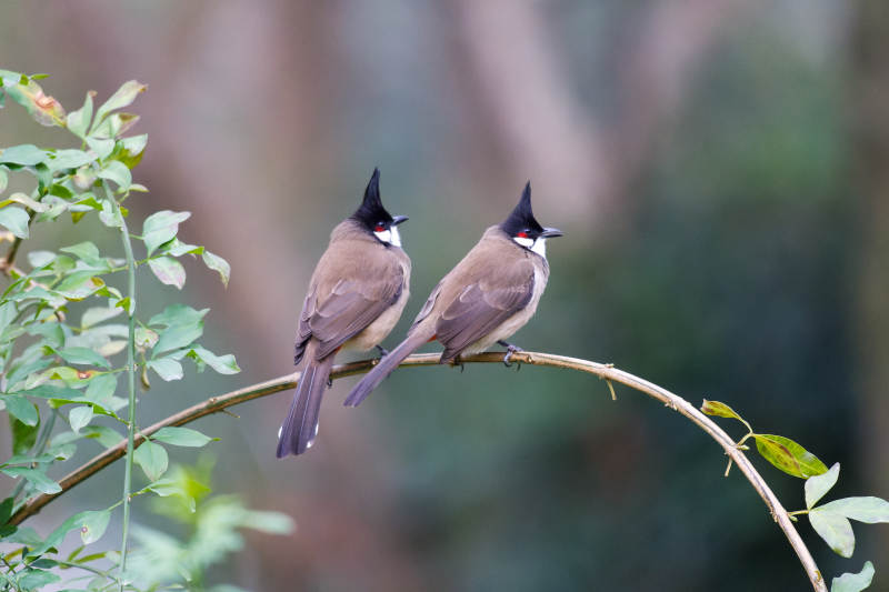 两只鸟栖枝头图片