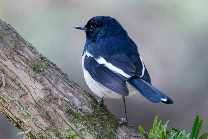 黑白鸟栖枝头图片
