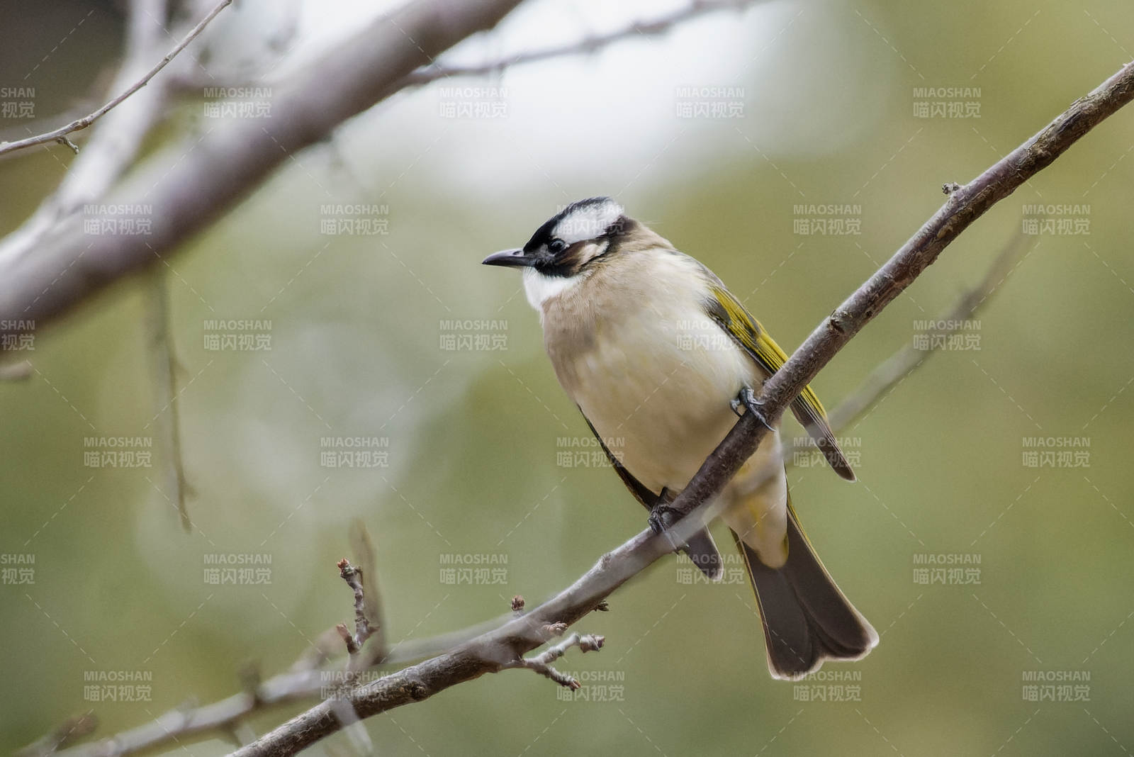 白头鹎栖息枝头图片